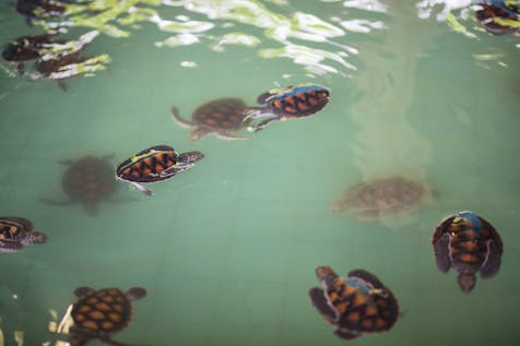  Turtle Conservation and Research