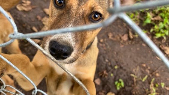 Volontariato in un Rifugio per gli Animali Dog and Cat Shelter Assistant