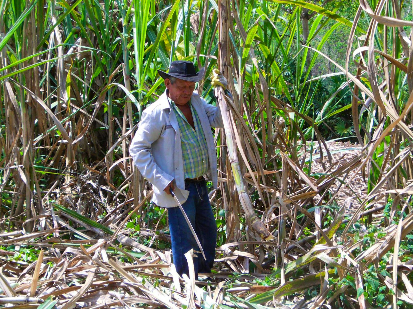 Farming and Beekeeping Support needed | Volunteer in Colombia 2024