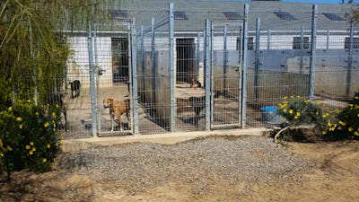 flaskehals Kristendom Goneryl Animal Care Taker in a Dog Shelter | Volunteer in Chile 2023
