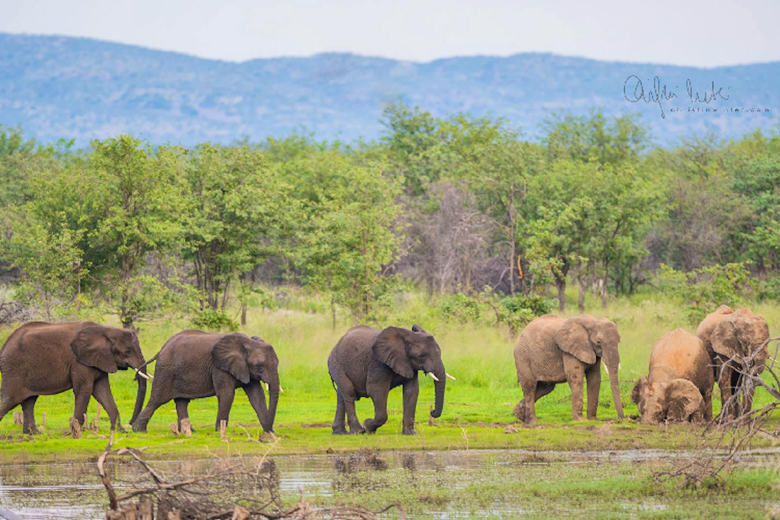 Elephant Conservation Supporter | Fais du bénévolat en Namibie 2024