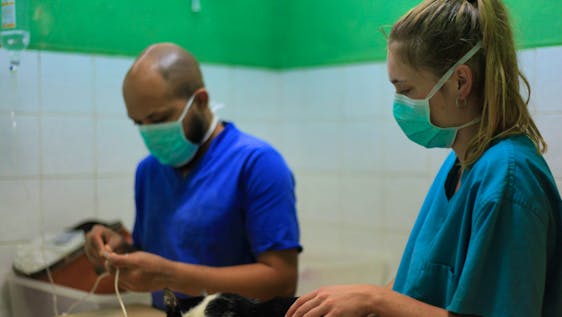 Vet student in action with our experienced local veterinary doctor