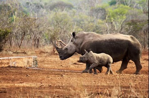  Rhino Poaching Awareness