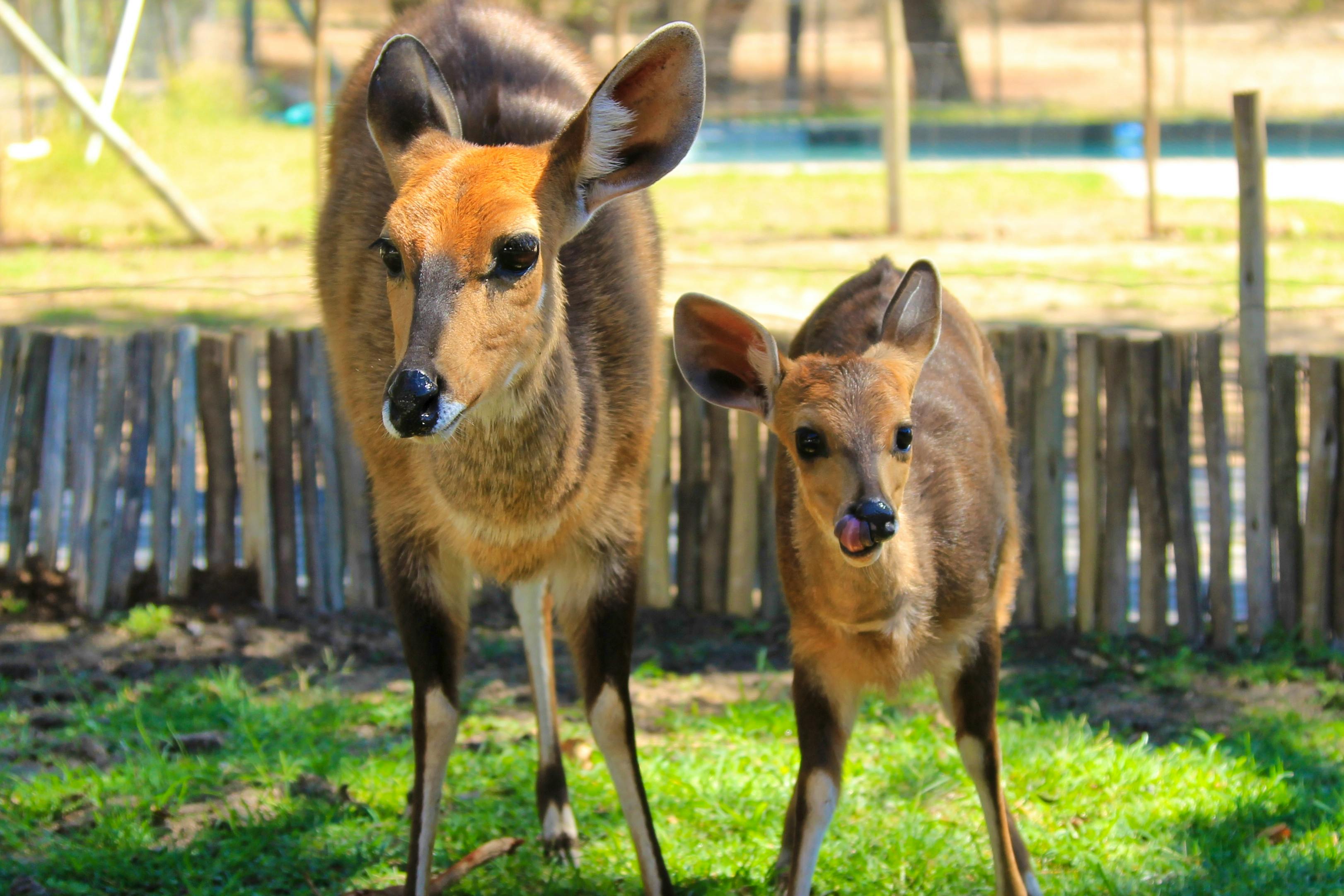 Environment And Wildlife Education Volunteer In South Africa 2024   Maxi & Baby 