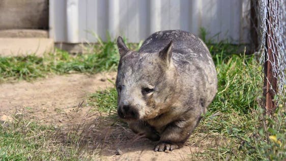 Voluntariado na Austrália Australian Endangered Species Conservation Care