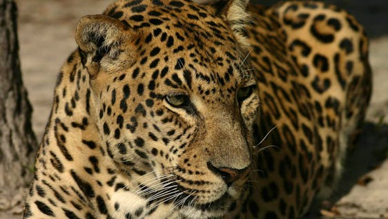 Jaguar Conservation Volunteer Wild & Exotic Animal Caretaker