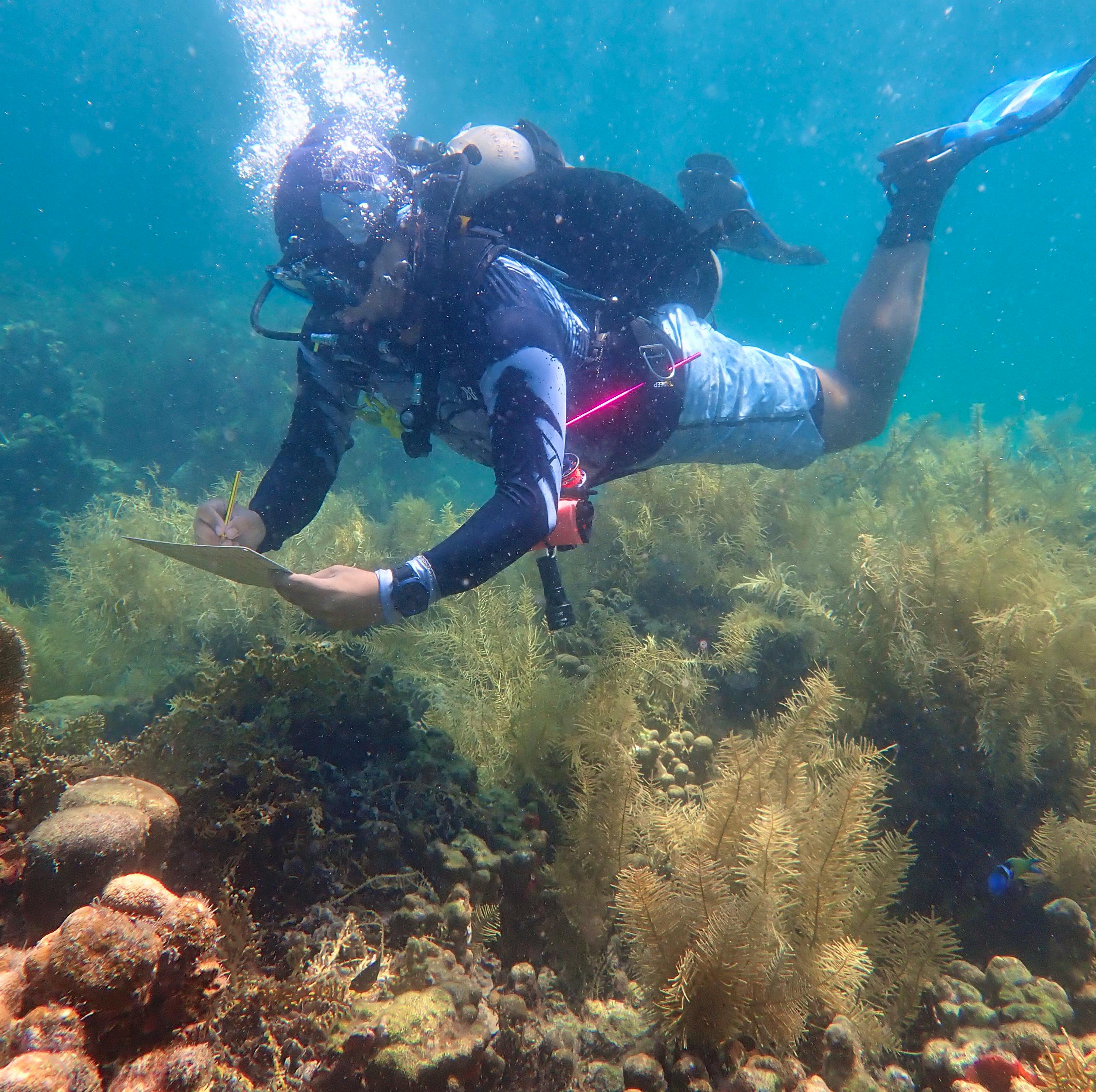 Coral Mole Brasileiro - Abud Dive: Cursos e Equipamentos
