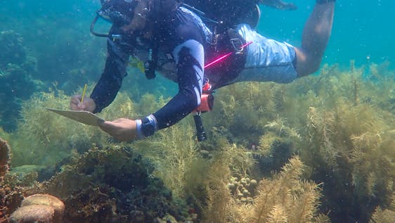 Aprende a bucear mientras haces voluntariado Conservation & Coral Monitoring