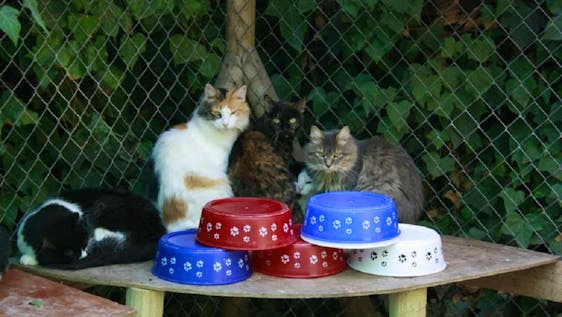 Support a Cat Shelter