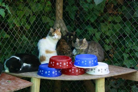  Support a Cat Shelter
