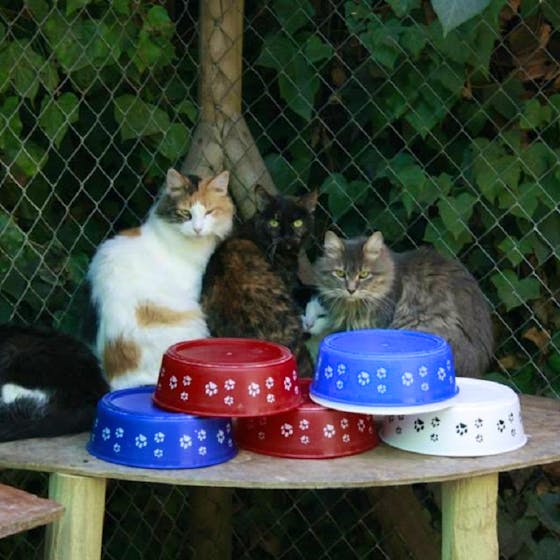 Support a Cat Shelter Volunteer in Chile 2025