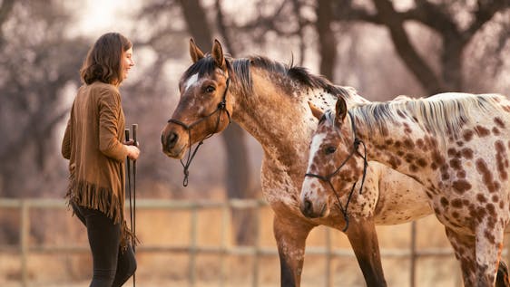 Sharpen your Horsemanship Skills & learn how to train force-free