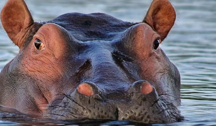 Freiwilligenarbeit Mit Tieren In Sudafrika Die 10 Besten Projekte