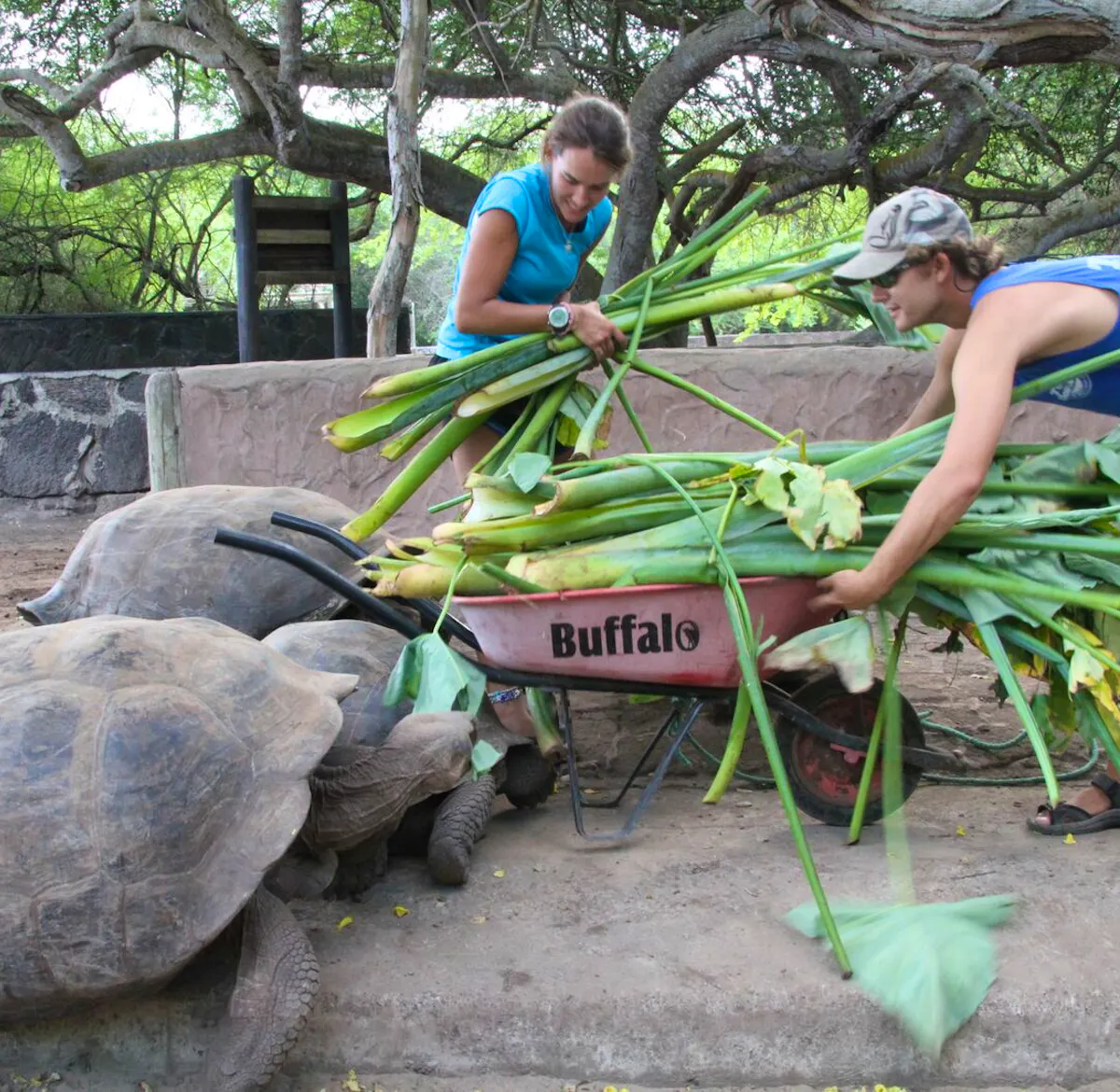 Assistant in a Giant Tortoise Breeding Center | Volunteer in Ecuador 2025