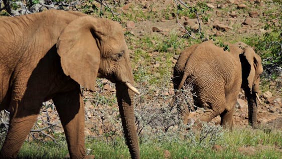 Elefanten Hilfsprojekte in Afrika Elephant Conservation Supporter