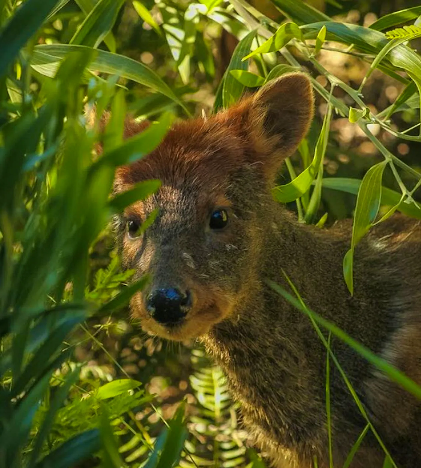 Nature Park Protector | Volunteer in Chile 2025