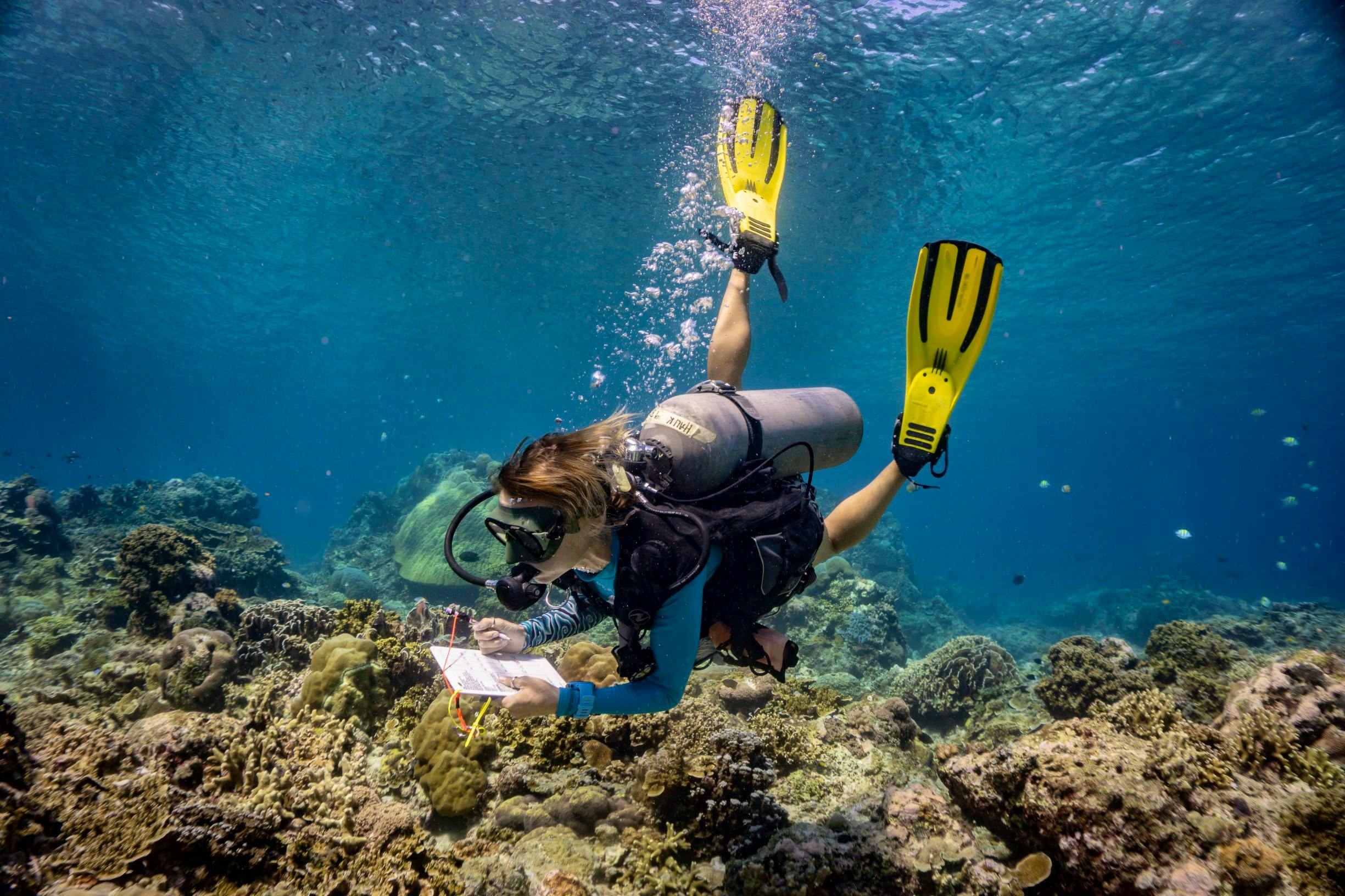 Biorock Coral Reef Restoration | Volunteer In Indonesia 2025