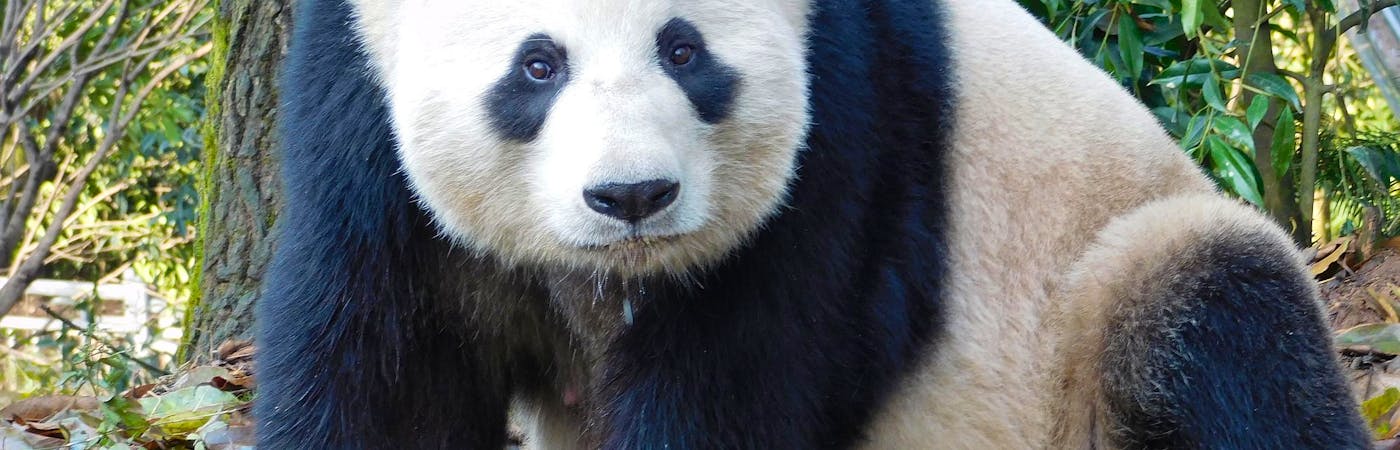 Giant Panda Conservation
