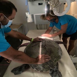  Conservation of Sea Turtles and Their Habitat