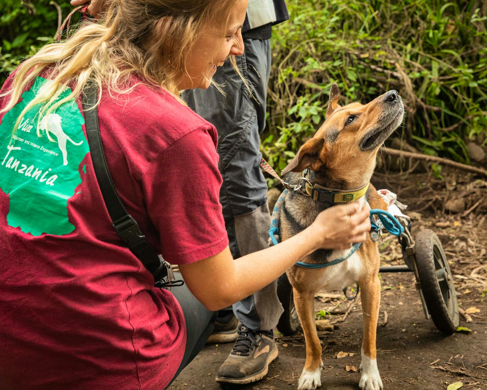 Animal Shelter Supporter | Fais du bénévolat en Tanzanie 2025