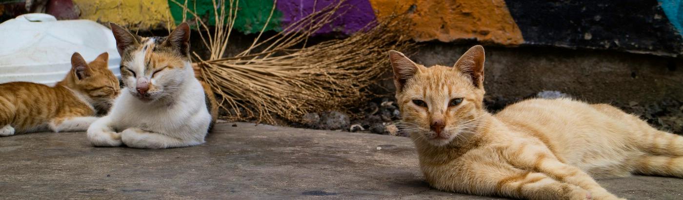 ▷ Street Animals in Spain | Volunteer Projects 2025 | Volunteer World