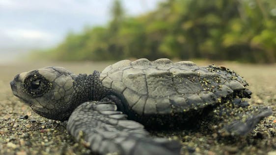 Vrijwilligerswerk voor strandreiniging Turtle Biologist