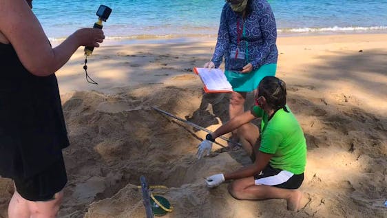 Sea Turtle and Island Conservation Helper