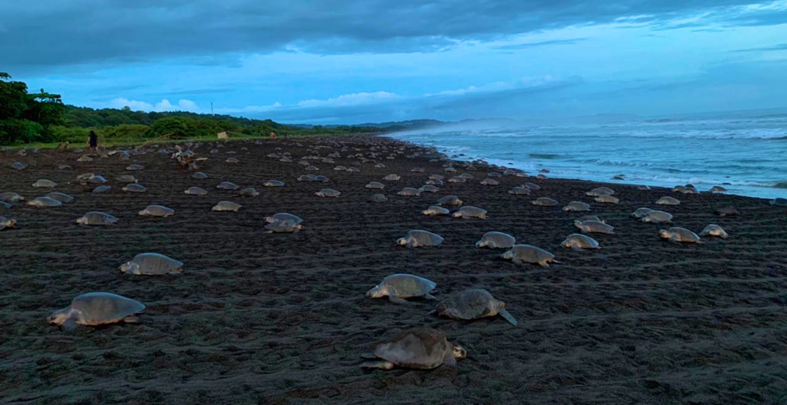 Marine Life Protector Sea Turtles | Volunteer in Costa Rica 2025