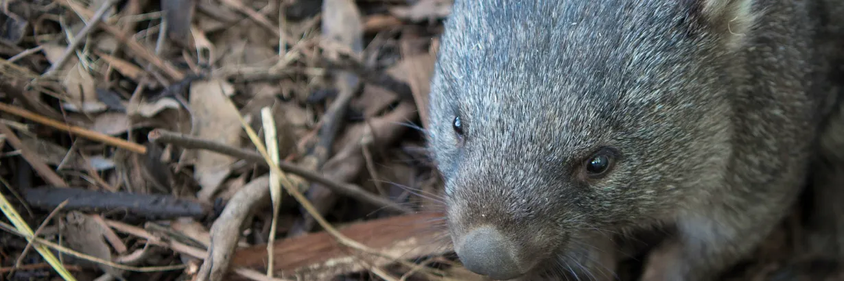 Project Wombat Volunteer with Wombats | Top Conservation Projects 2026 | Volunteer World