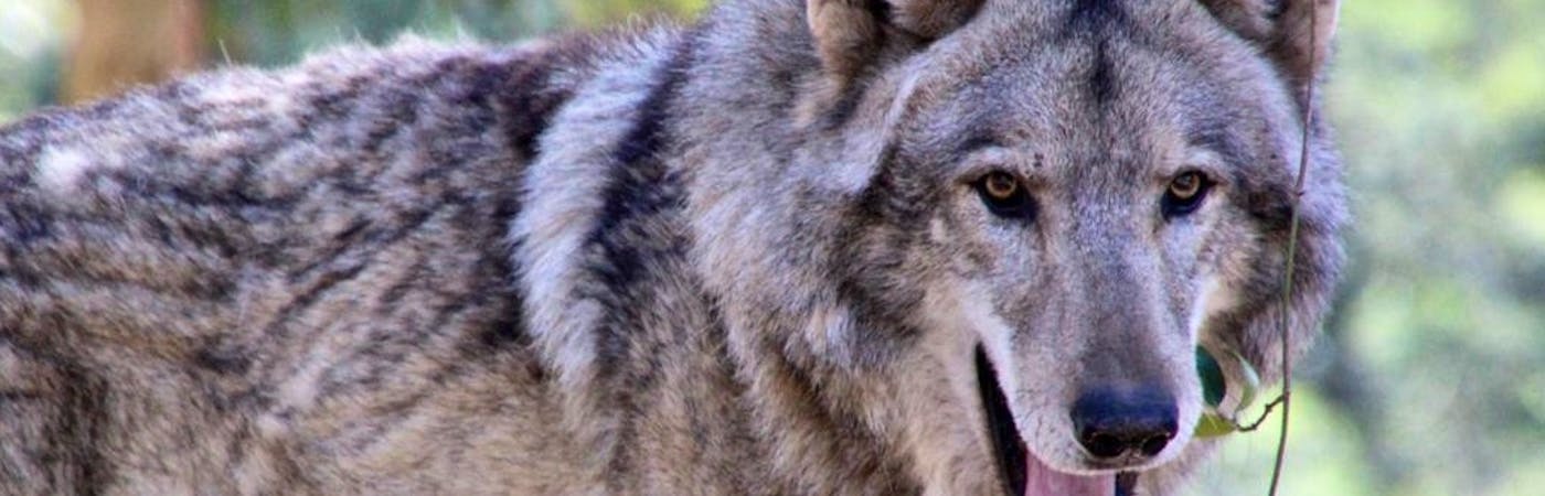 Wolf, Wolfdog and Husky Sanctuary Helper