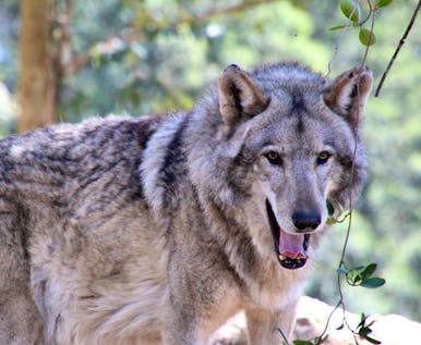  Wolf, Wolfdog and Husky Sanctuary Helper