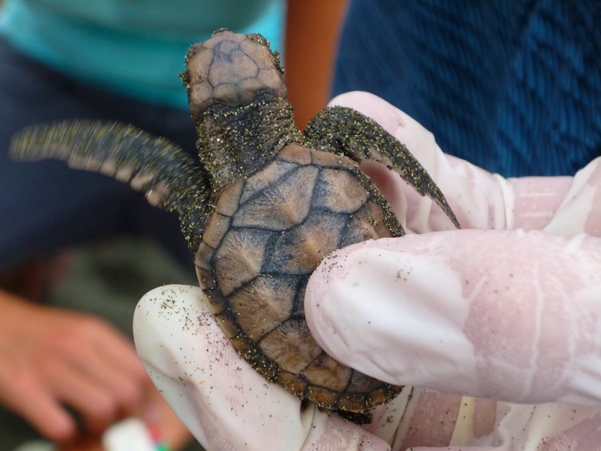 Sea Turtles Conservation Experience | Volunteer in Costa Rica 2025