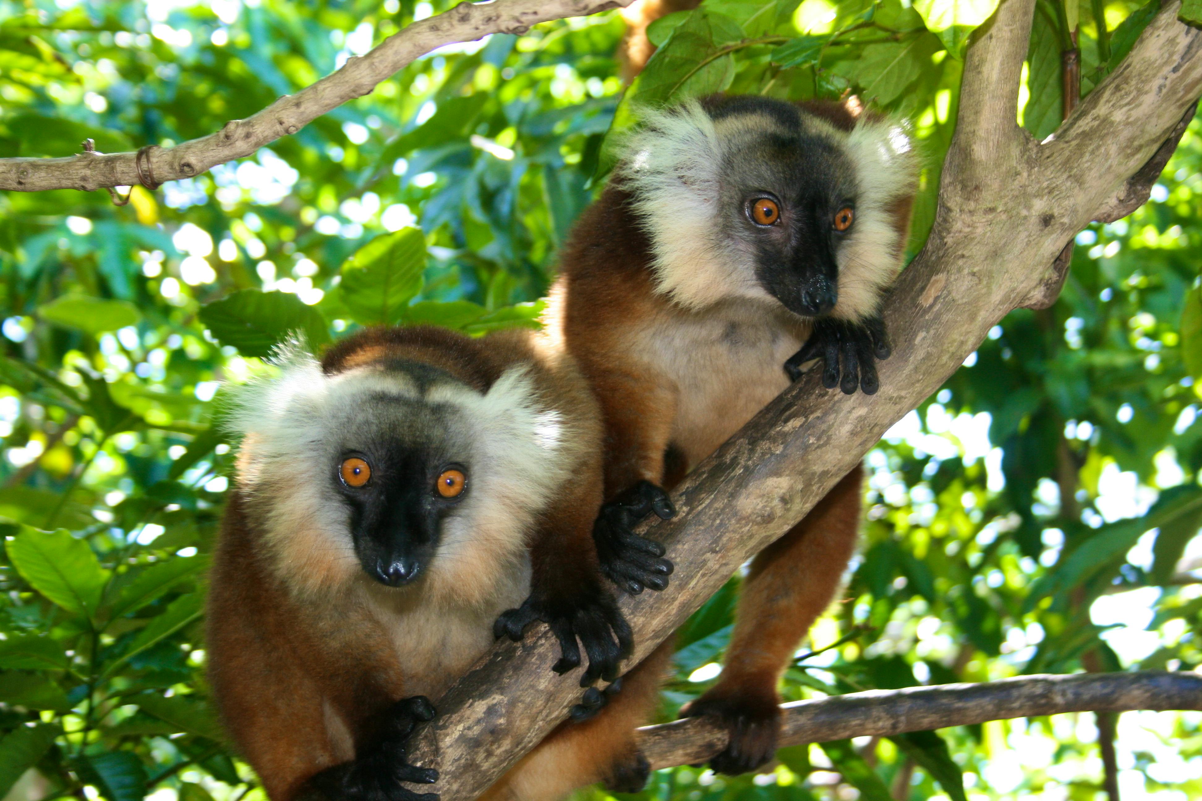 Lemurs from forest surrounding our camp on Nosy Komba Island