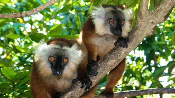 Mission humanitaire avec des singes Forest Conservation Research Assistant