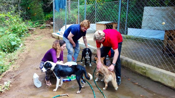  Help Local Dog & Cat Rescue Centers