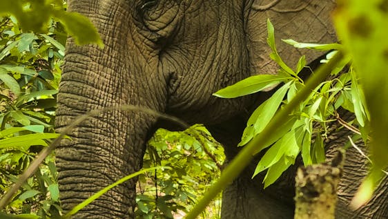  Jungle Adventure while helping Elephants