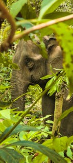  Ethical Elephant Experience - Short Stay