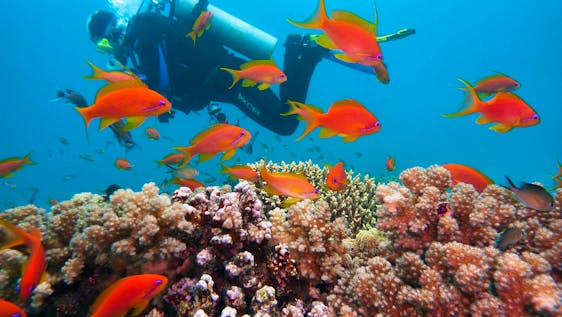 Marine Conservation Bali