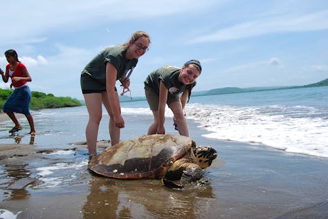  Sea Turtle Conservation Assistance
