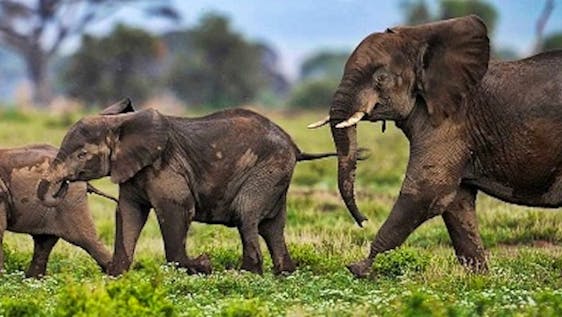 Bénévolat avec Éléphant d’Afrique African Wildlife Research Assistant