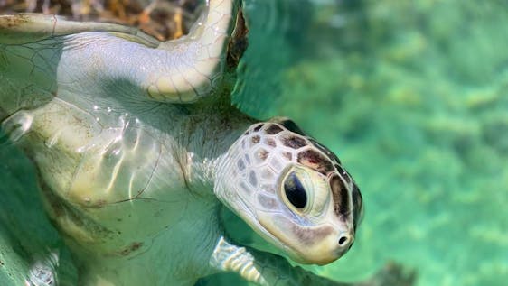 Mission humanitaire aux Maldives Turtle & Marine Conservation