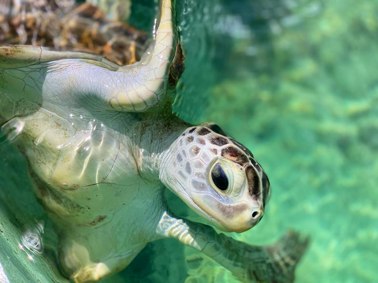 Turtle Rehabilitation | Volunteer in the Maldives 2025