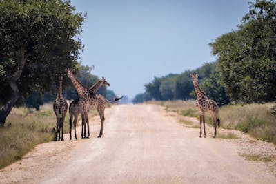 Giraffe Tumbler - Personalized Advice From A Giraffe Jewelry