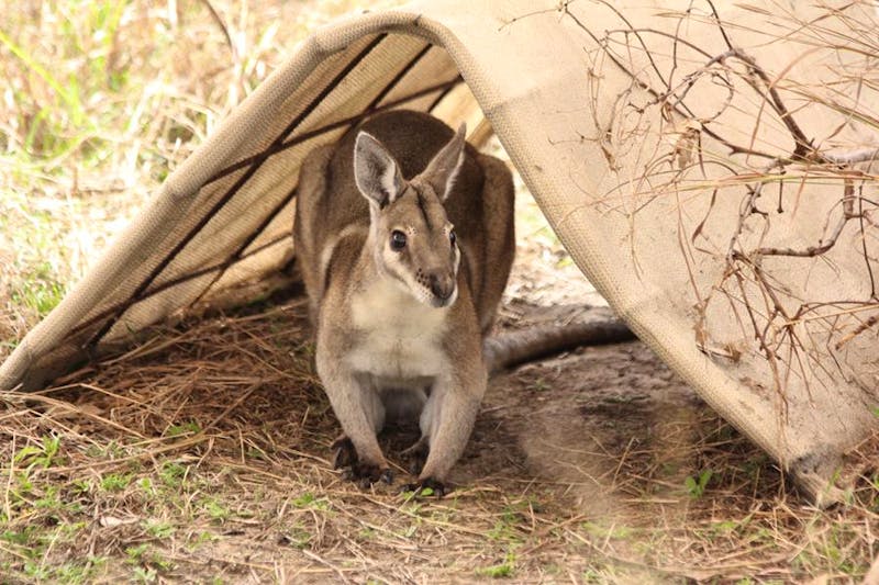 Australian Endangered Species Conservation Care Volunteer in