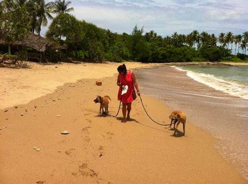 Thai Island Dog Cat Shelter Volunteer In Thailand 2020