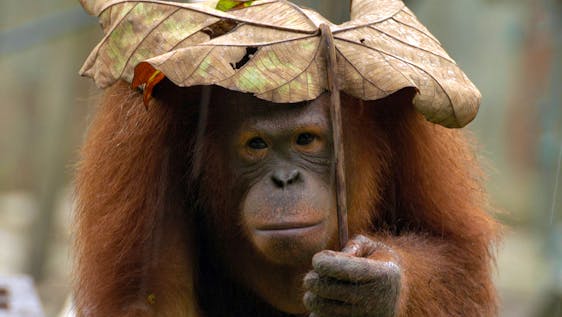 Orangutan and Pygmy Elephant Conservation