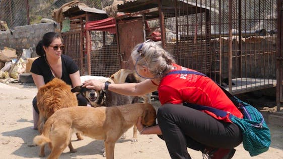 Progetti volontari con Yoga Stray Dog Rehabilitation Assistant