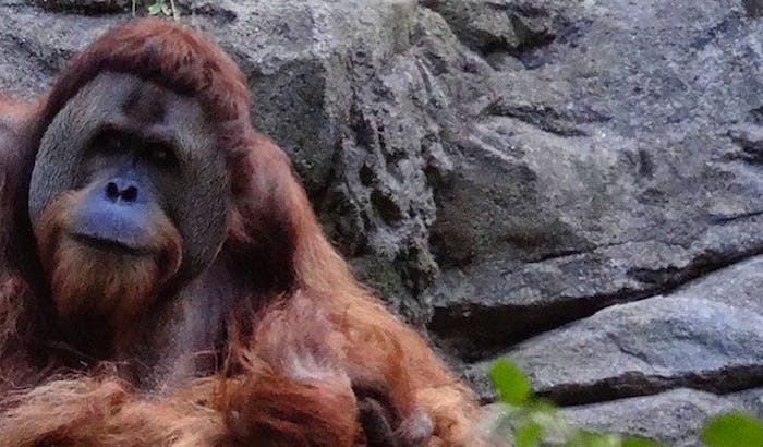 2020 Primates 2020 Primates