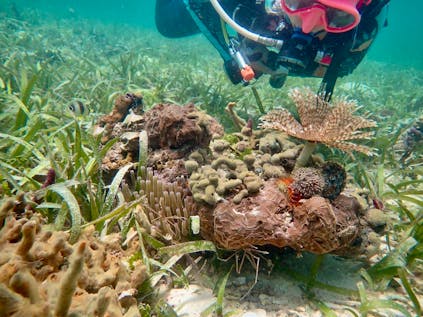 Conservation & Sponge Monitoring