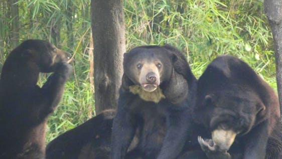Volunteer in Bangkok Thai Resident Bear Care
